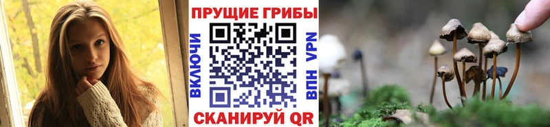 Псилоцибиновые грибы Psilocybe  Полтавская 